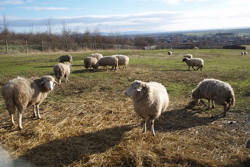 Ovce pod Kankem