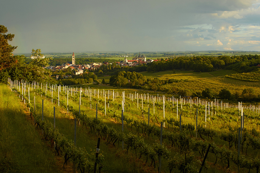 Vinarska stezka (foto Jiri Coubal)