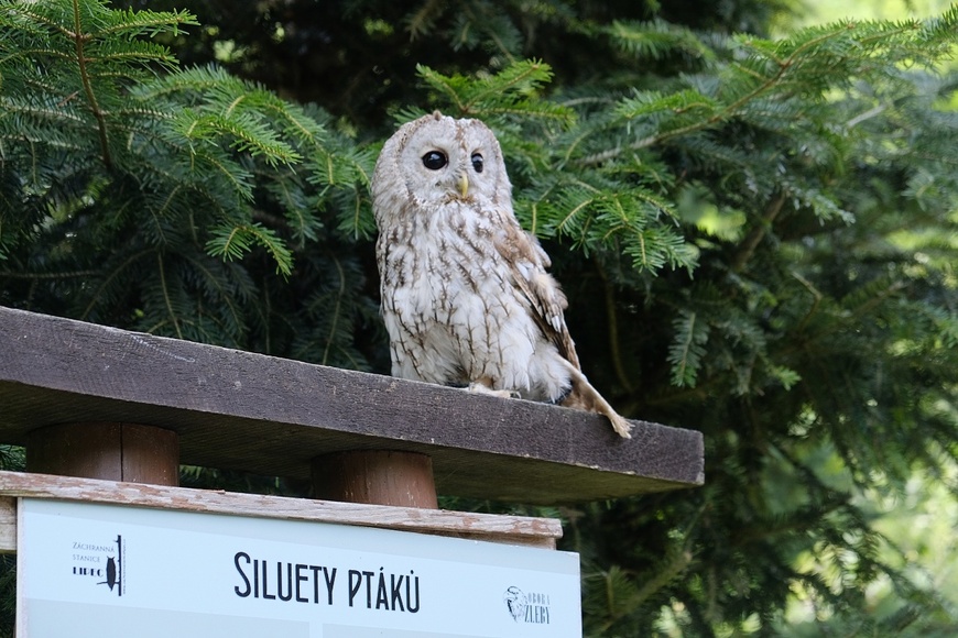 Obora Žleby_web.JPG