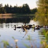 Jezero Katlov a rybník Pohan (3)